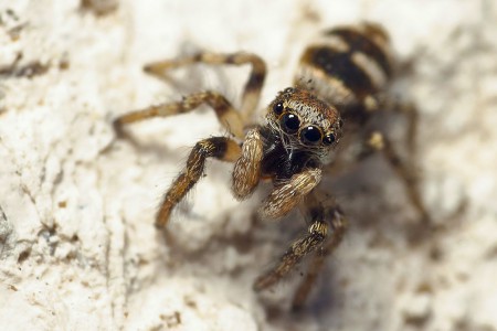 Salticus scenicus